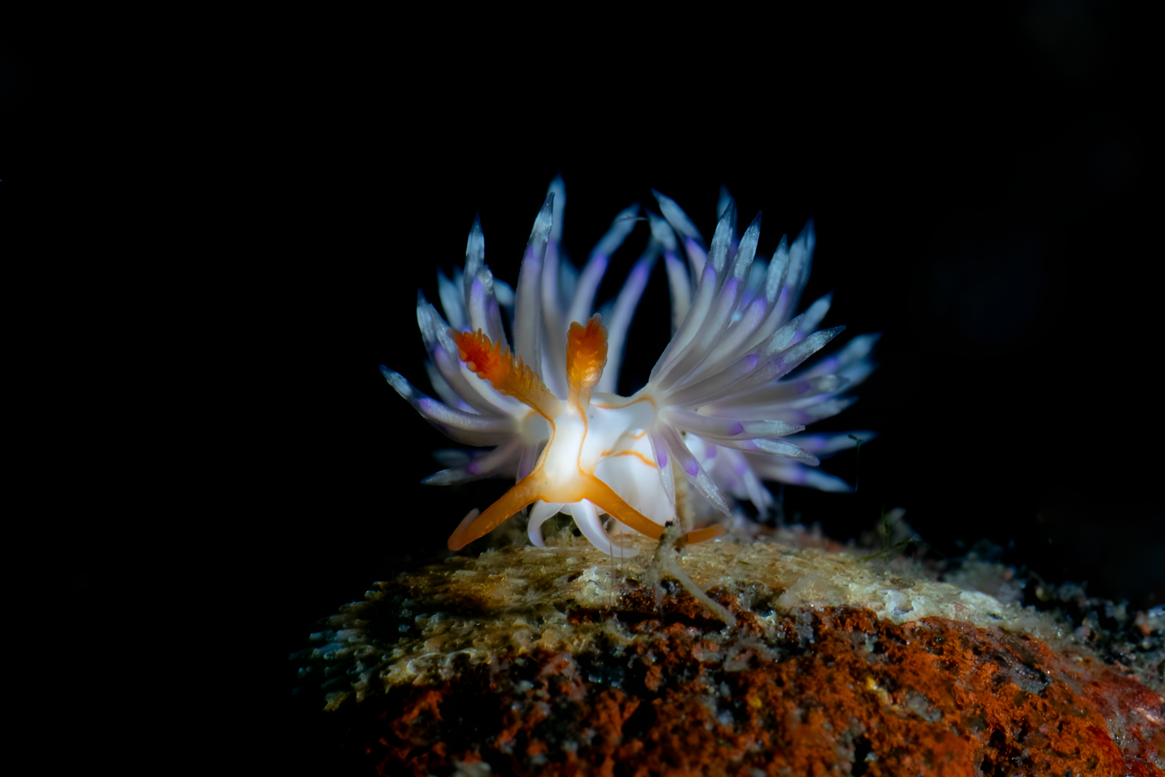 Cratena peregrina